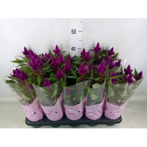 Celosia spic. 'Deep Purple'