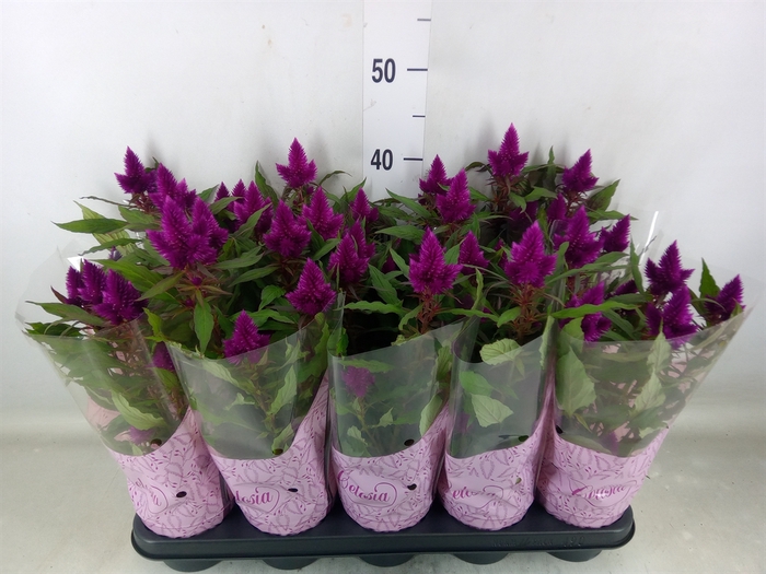<h4>Celosia spic. 'Deep Purple'</h4>