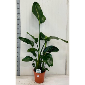 STRELITZIA NICOLAI