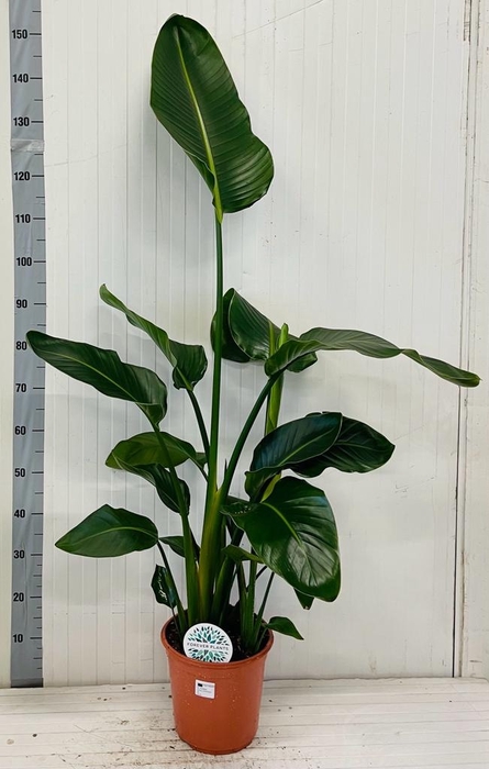 <h4>STRELITZIA NICOLAI</h4>