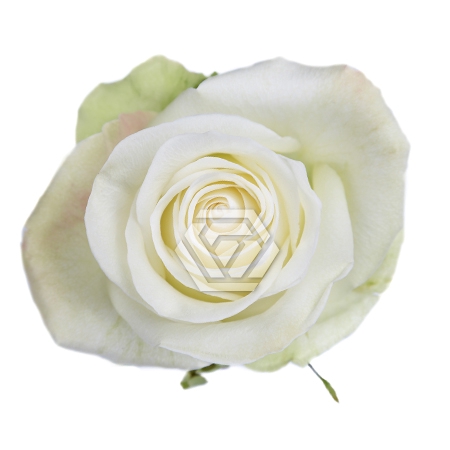 <h4>R GR ALBA Tessa</h4>