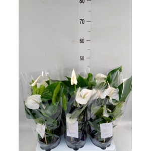 Anthurium andr. 'Cocos'