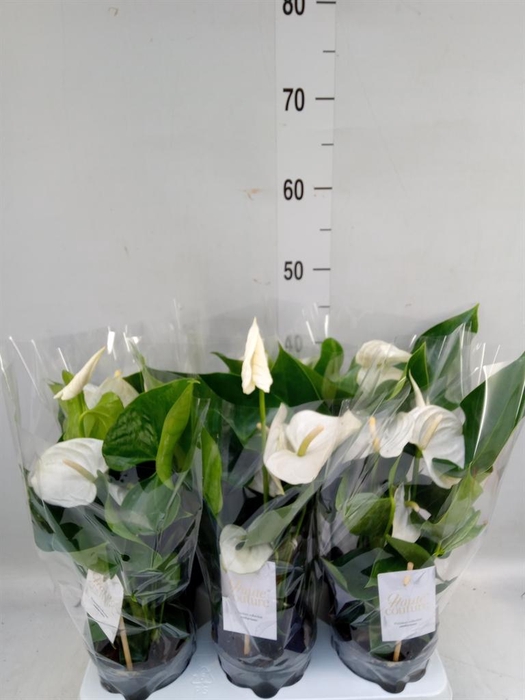 <h4>Anthurium andr. 'Cocos'</h4>