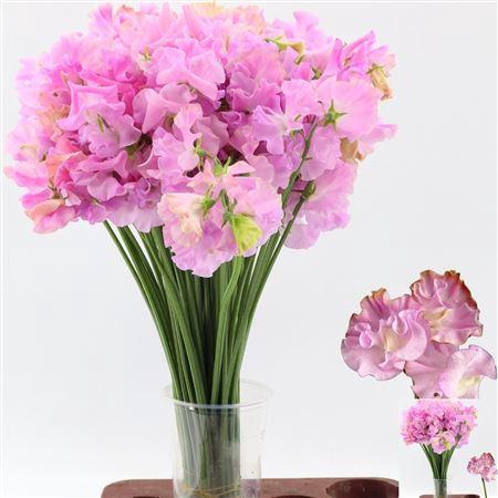 <h4>LATHYR MIST LILAC</h4>