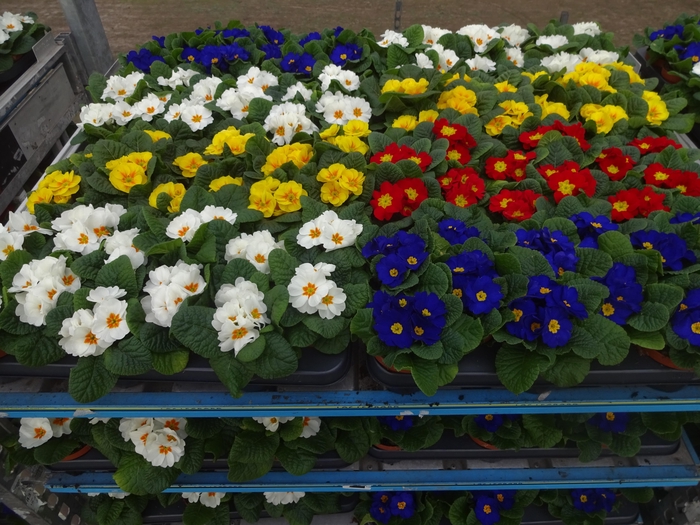 <h4>PRIM AC MIXK</h4>