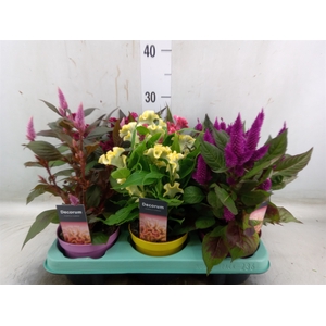 Celosia arg.   ...mix