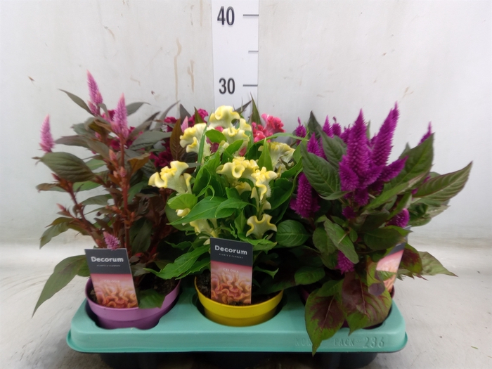 <h4>Celosia arg.   ...mix</h4>