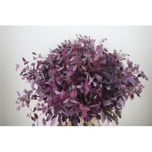 Euca Populus Berry 300gr Abs Lilac P Bunch