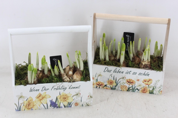 <h4>arr4 Narcis RN - Hengselkist Fruhlingsfreude</h4>