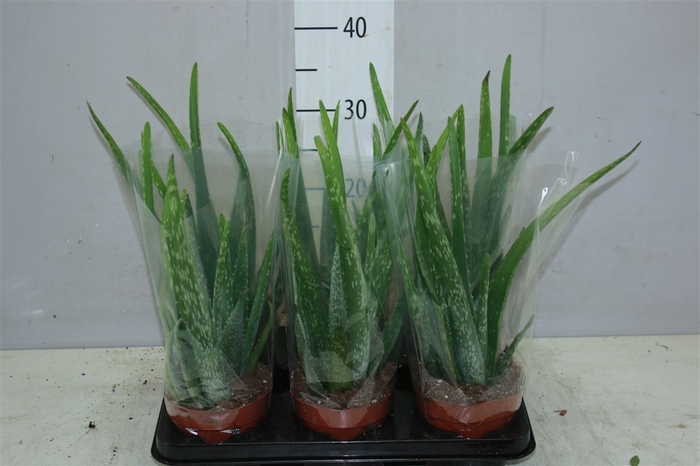 <h4>Aloe Vera</h4>