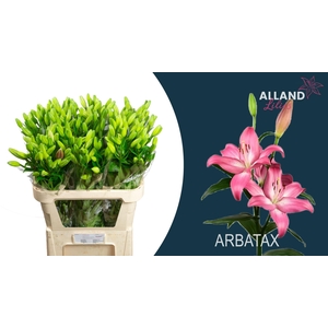 LI LA ARBATAX