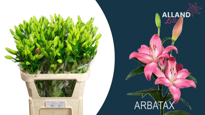 <h4>LI LA ARBATAX</h4>