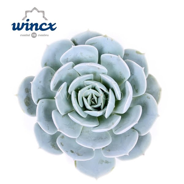 <h4>Echeveria Grey Prince Cutflower</h4>