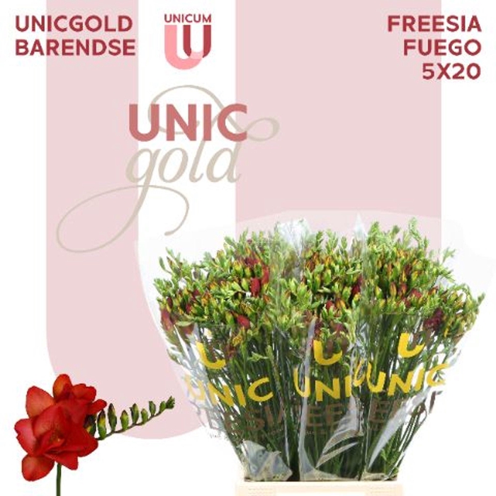 <h4>Freesia DU 'Fuego'</h4>