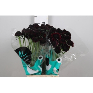 Scab At Bb Ma Ch Scoop