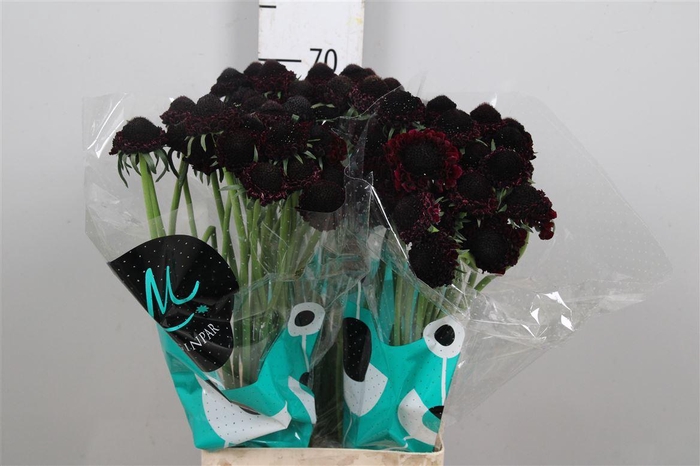 <h4>Scab At Bb Ma Ch Scoop</h4>