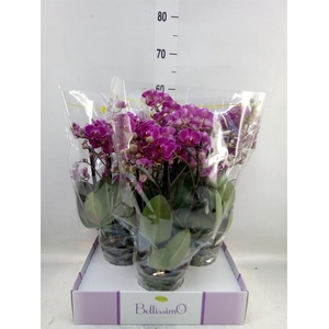 Phalaenopsis multi.   ...lilac