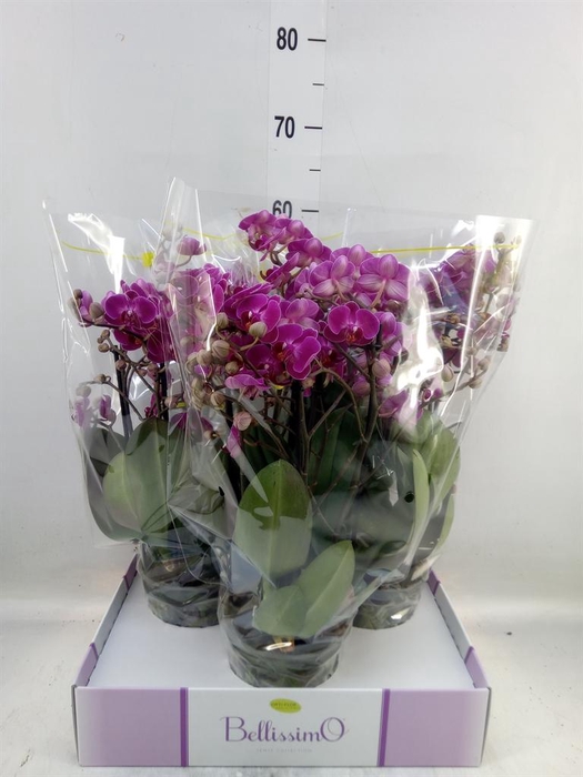 <h4>Phalaenopsis multi.   ...lilac</h4>