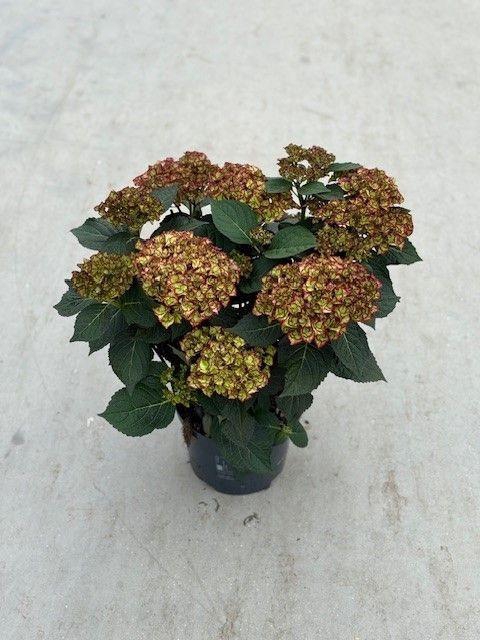 <h4>Hydrangea Hi moon</h4>