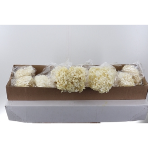 Hydr Preserved White Jumbo