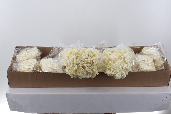 <h4>Hydr Preserved White Jumbo</h4>