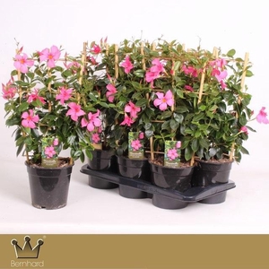 MANDE DI OPA FU FLAME P17