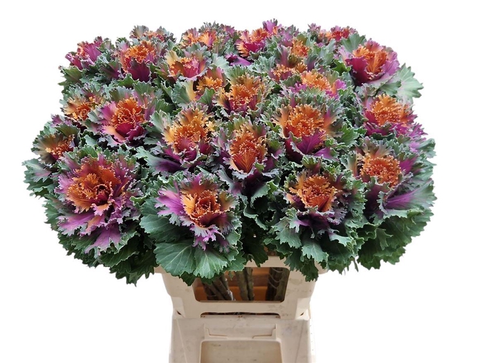 <h4>Brassica Klbh Disco</h4>