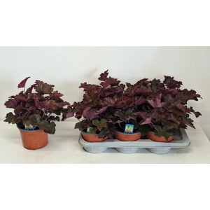 HEUCH MI PALACE PURP