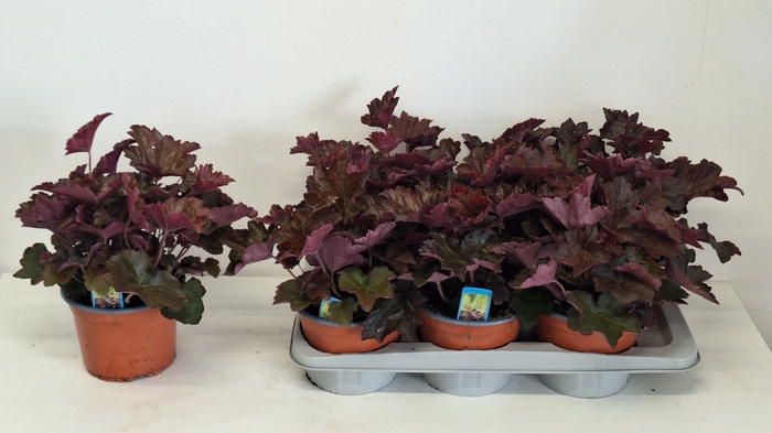 <h4>HEUCH MI PALACE PURP</h4>