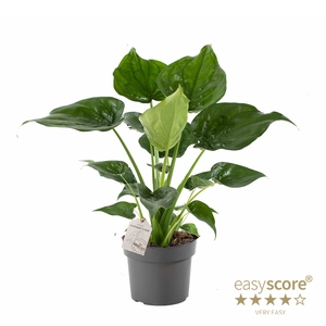 ALOCASIA CUCULLATA P24