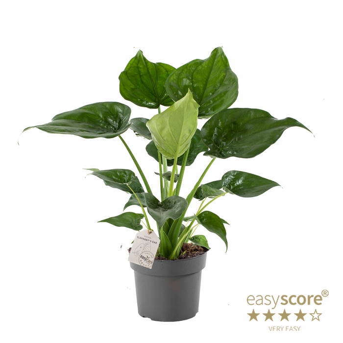 <h4>ALOCASIA CUCULLATA P24</h4>