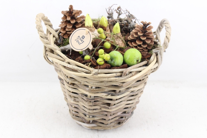 <h4>arr4 Hyacint PL - Kubumand hoog rond los</h4>