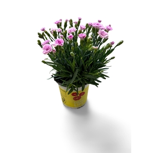 Dianthus (Allwoodii Grp) Lucky Lips