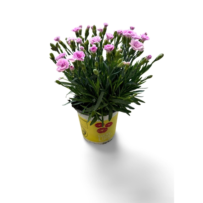 <h4>Dianthus (Allwoodii Grp) Lucky Lips</h4>