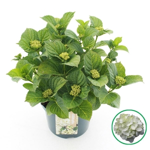 Hydrangea macr. Wit C5 (23cm.) Kn.