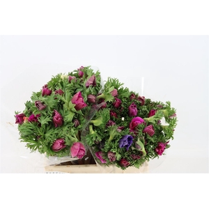 Anem Marianne Orchid