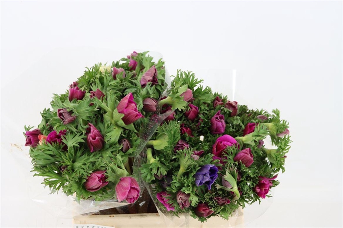 <h4>Anem Marianne Orchid</h4>