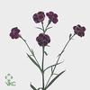 Dianthus Sp Tropic Butterfly