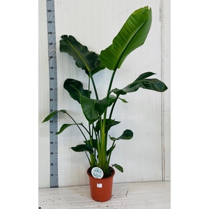 STRELITZIA NICOLAI