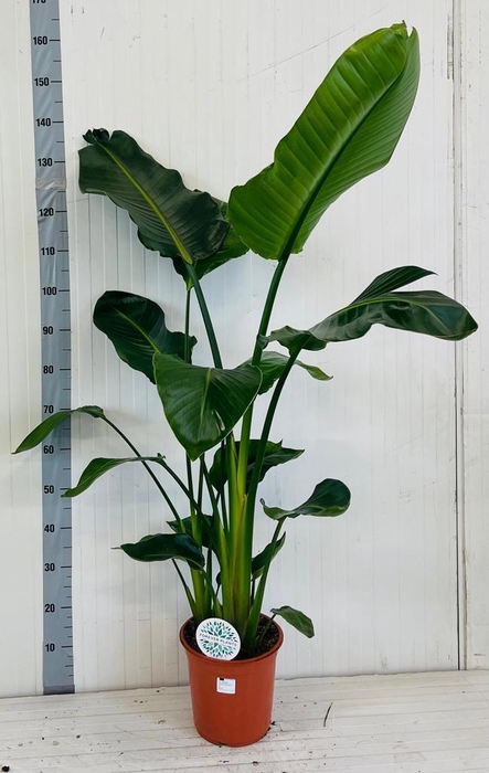 <h4>STRELITZIA NICOLAI</h4>