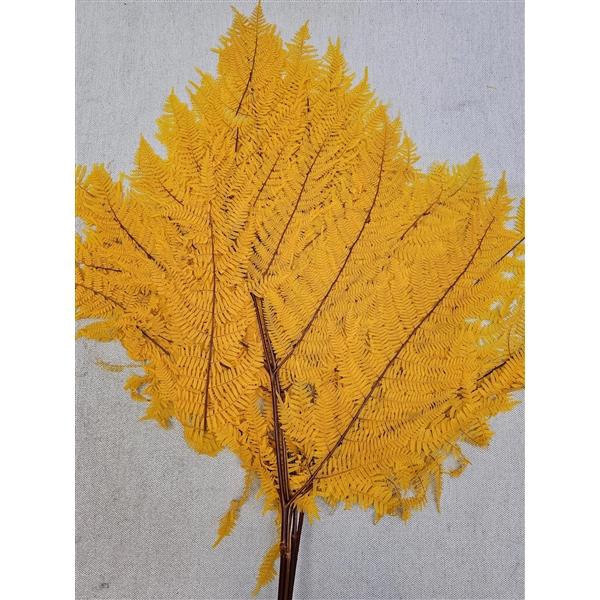 <h4>GESTABILISEERD VAREN GEEL</h4>