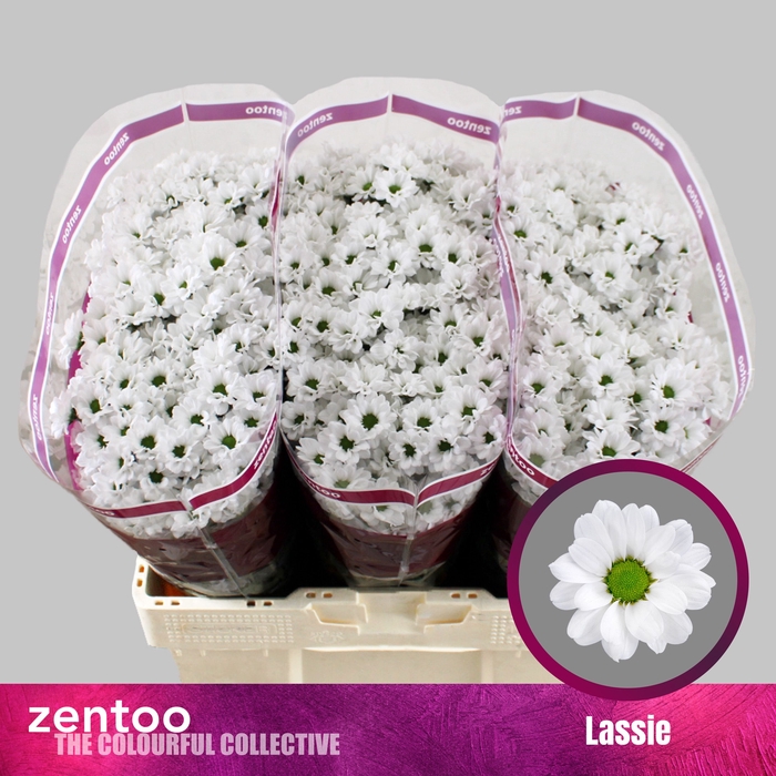 <h4>Chrysanten Lassie</h4>