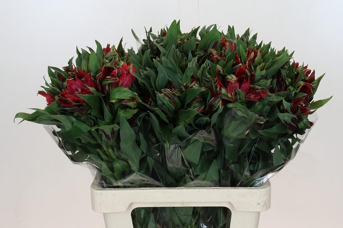 Alstroemeria Astronova Rigel