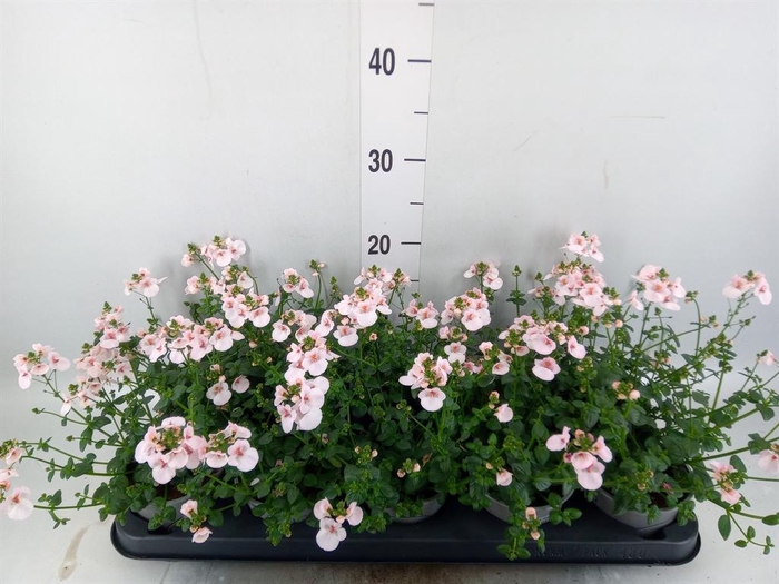<h4>Diascia  'Piccadilly Appleblossom'</h4>