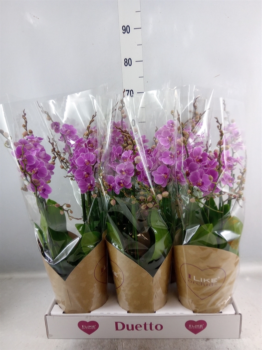 <h4>Phalaenopsis multi. 'FC Friday Fli'</h4>