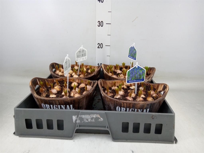 <h4>Arr. Muscari L%</h4>