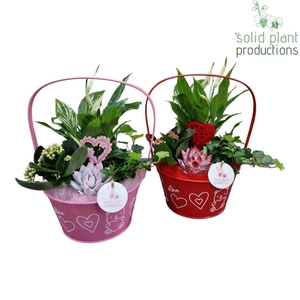 ZVS003 Joyce Red/Pink