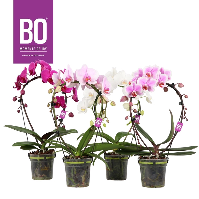 <h4>PHAL OPTI ELLIPS MIX 2 SPIKE</h4>