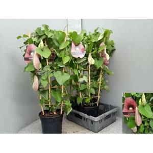 Aristolochia macrophylla