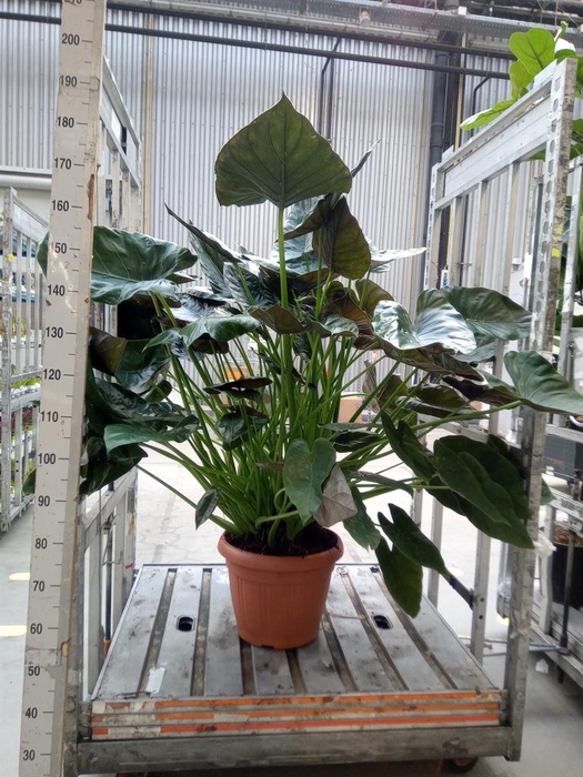 <h4>Alocasia wentii</h4>